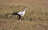 TANZANIA - Serengeti National Park - 348 Secretary Bird